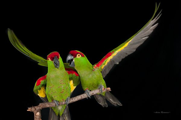 Два попугая вида толстоклювый ара
