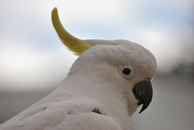 Большой желтохохлый попугай - вид в профиль