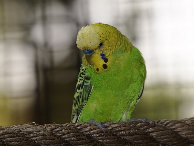 Выставочный волнистый попугай (чех)