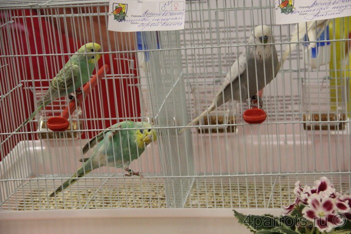 три зеленых волнистых попугая
