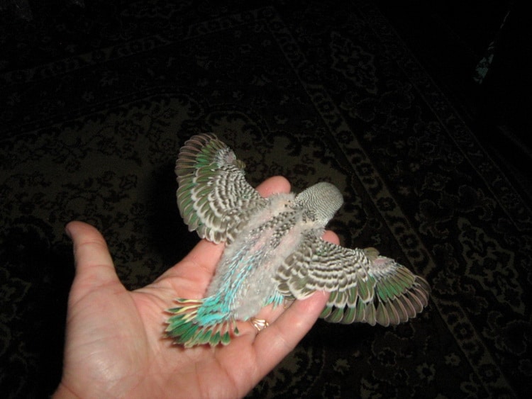 бирюзовый волнистый попугай на руке