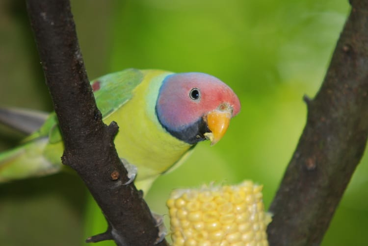фото сливоголового попугая