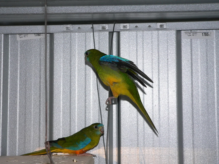 пара травяных попугаев