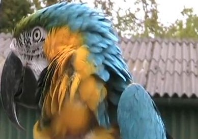 Сине-желтый ара Чарли