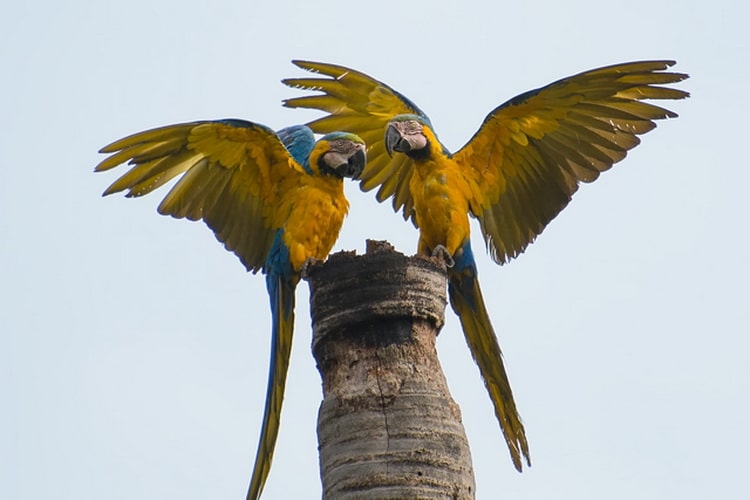 сине-желтые ара на пальме