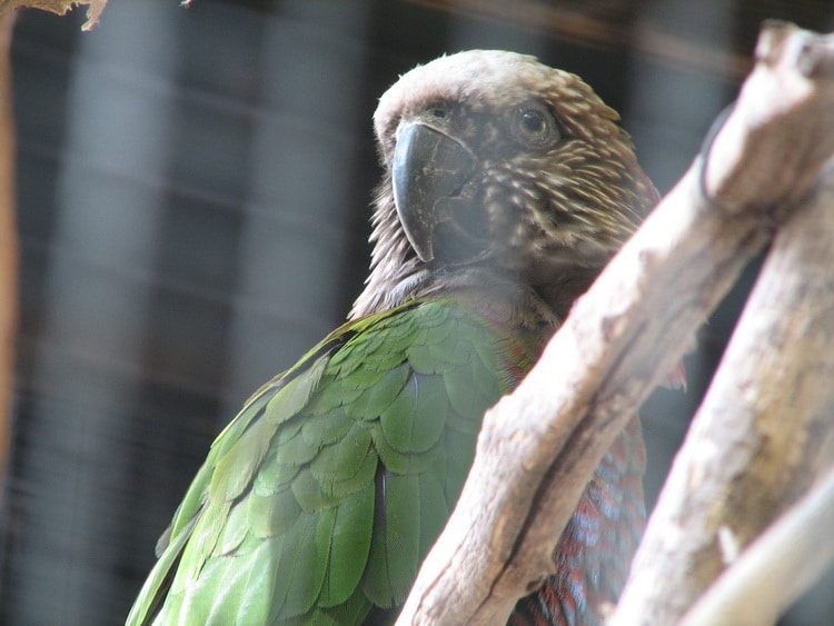фото веерного попугая на солнышке