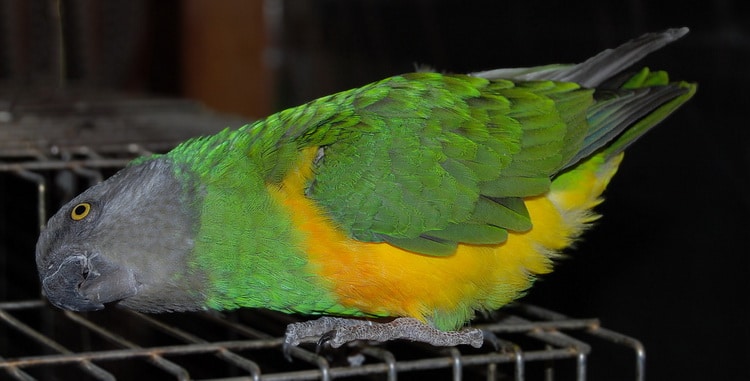фото сенегальского попугая