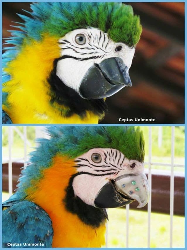 Сравнительное фото до и после операции по установке попугаю клюва из титана