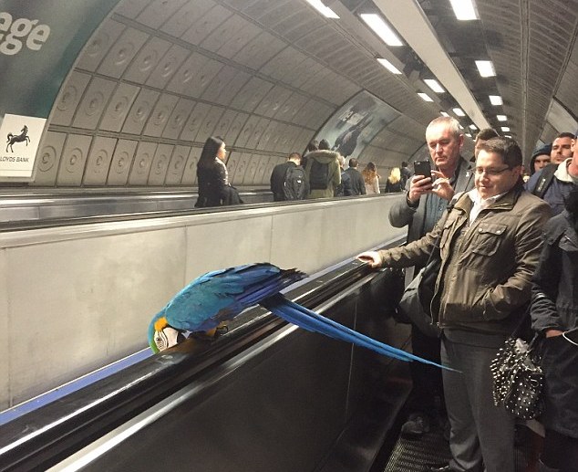 Сине-желтый ара в лондонском метро