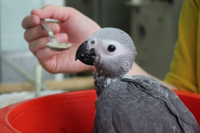 Кормление птенца серого попугая с ложки