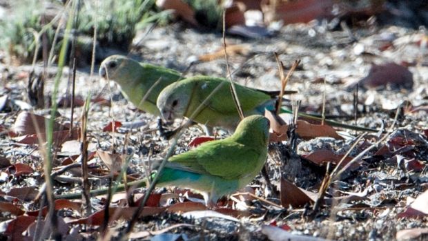 Золотоплечие плоскохвостые попугаи гуляют по земле