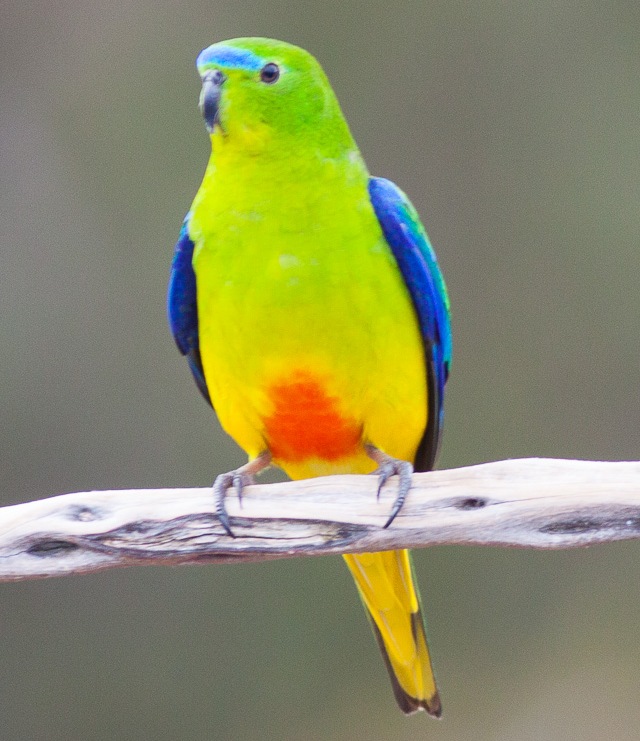 Портрет золотистобрюхого травяного попугайчика анфас