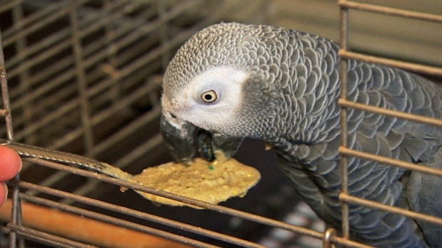 Богатая протеинами еда для серых попугаев