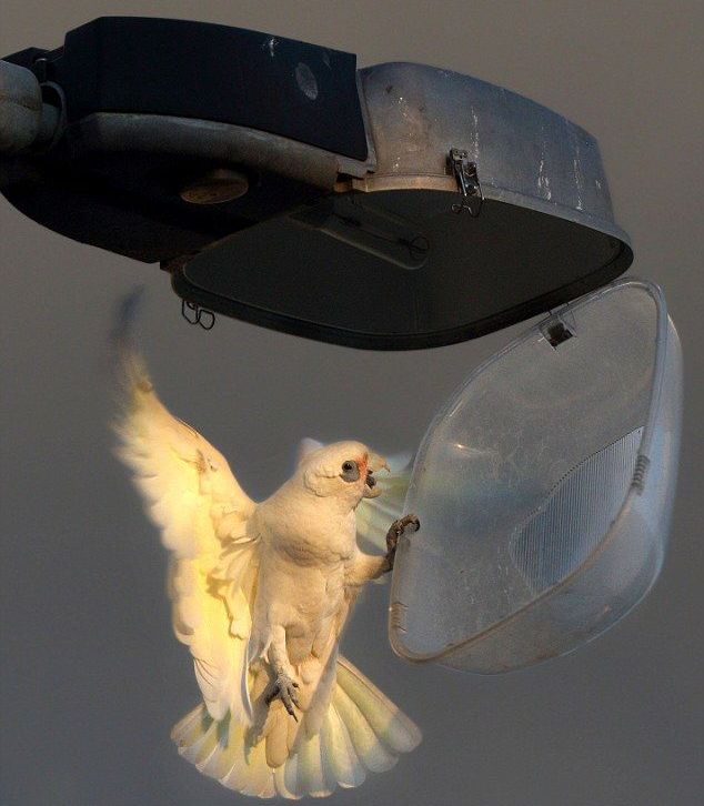 Какаду открывает крышку защитного стекла уличного светильника