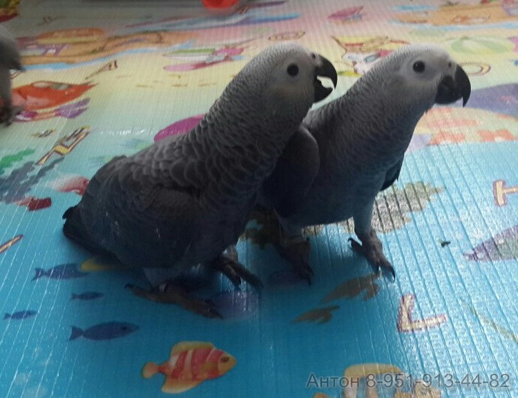 серые попугаи