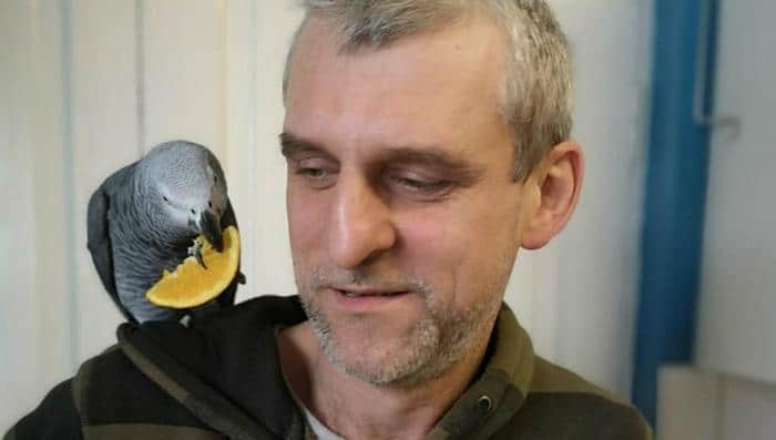 Серый попугай Хьюго радостно восседает на плече Любомира Михны