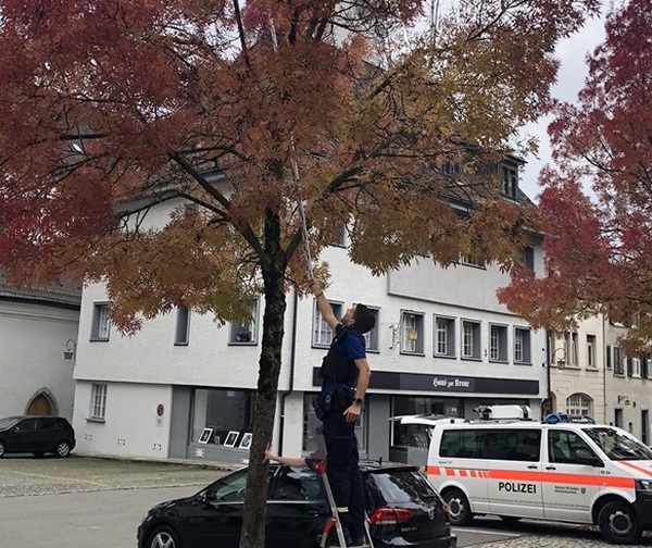 Полицейский, стоя на стремянке, пытается согнать попугая с дерева