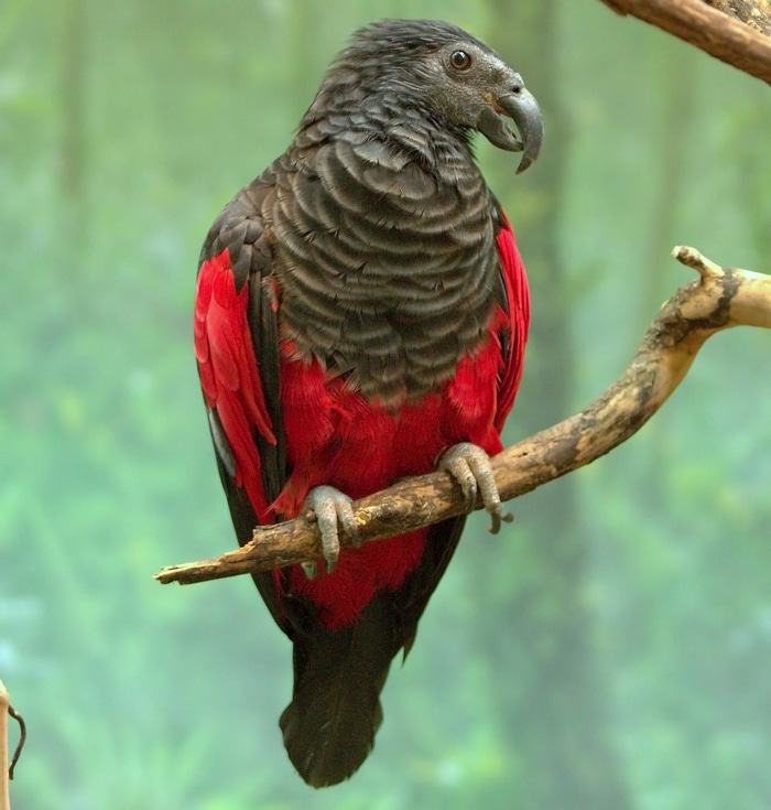 Фото крупным планом самки орлиного попугая в тропическом лесу острова Новая Гвинея