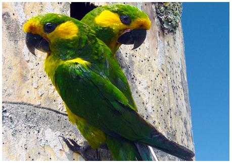 Фото желтоухих попугаев