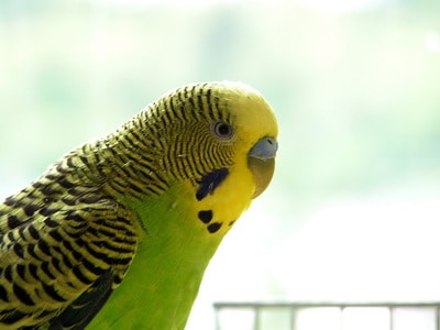 фото волнистый попугай