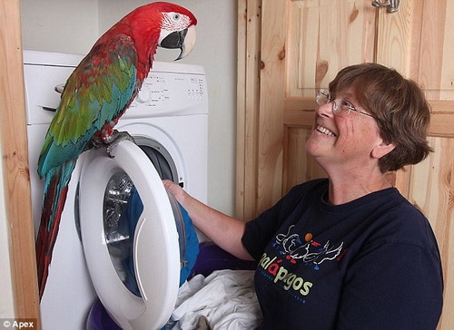 Большой попугай помогает стирать
