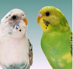 фото волнистых попугаев