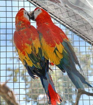фото попугаи ара