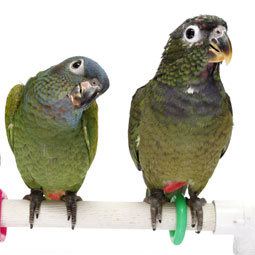фото попугаи пионусы