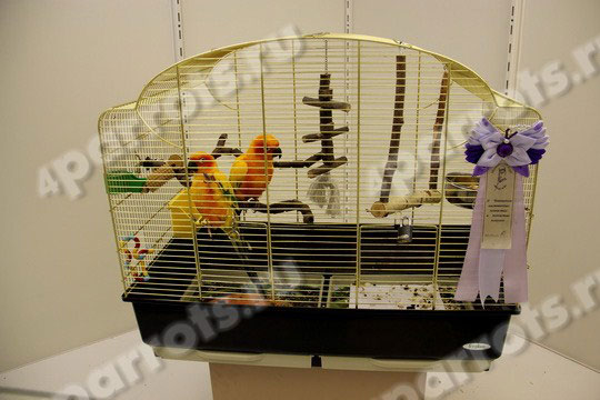  фото выставка волнистых попугаев 