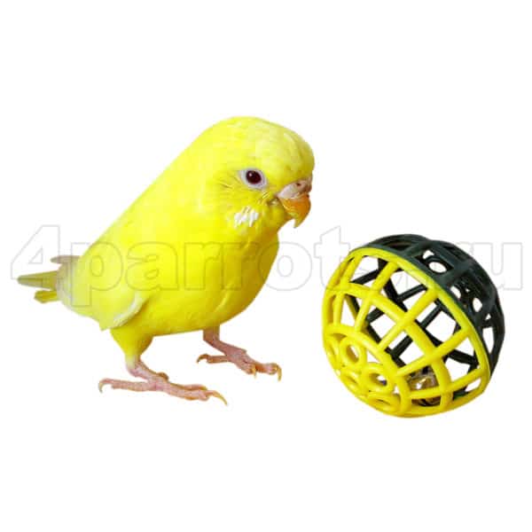 Погремушка-пластиковый шарик для попугая
