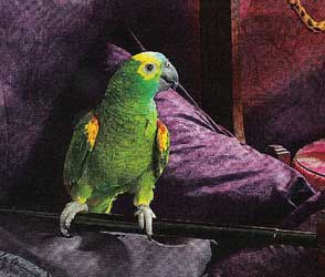 фото попугая амазон