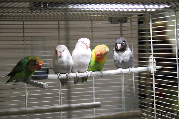 Зоопалитра-2013: попугаи неразлучники