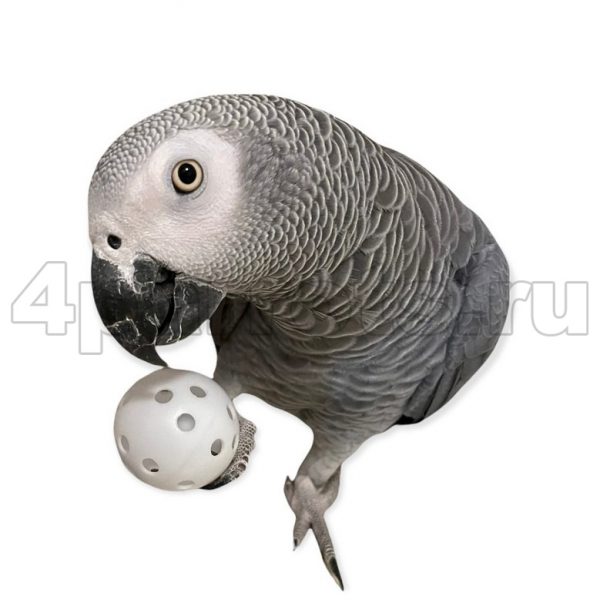 Пластиковый шарик и попугай жако