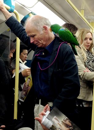 попугай в метро
