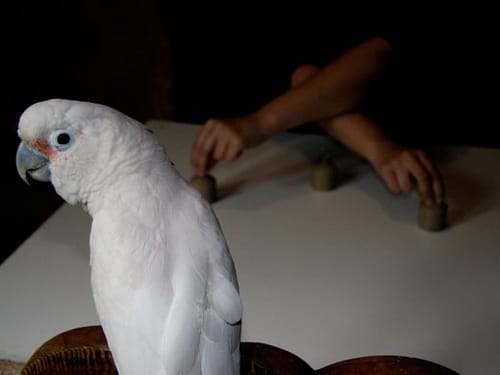 фото попугая какаду