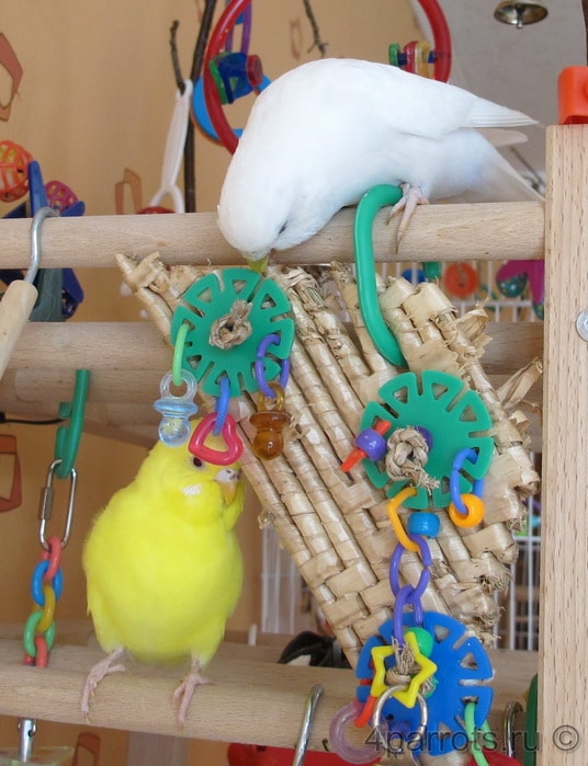 фото волнистых попугайчиков Чарли и Даши с игрушкой
