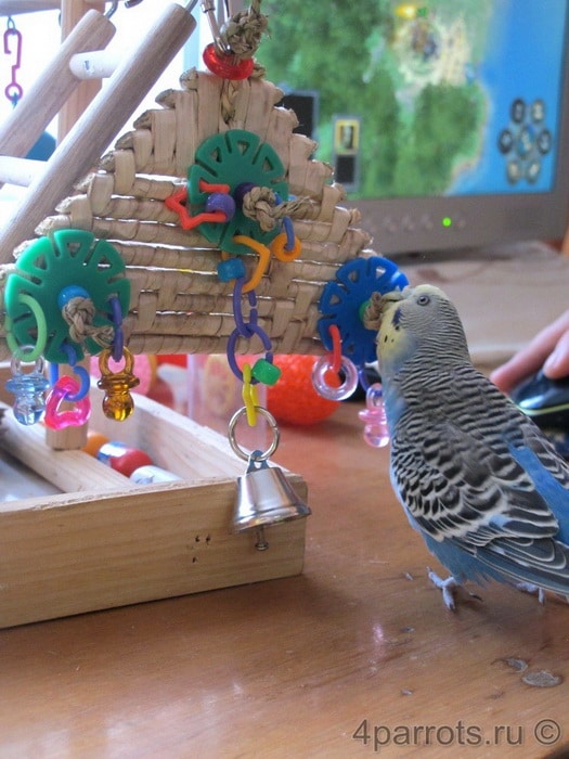 фото волнистого попугайчика Гриши с колокольчиком