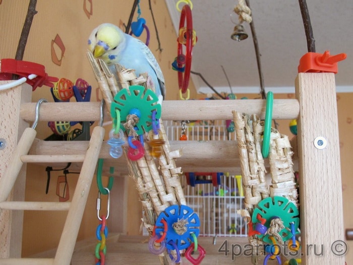 фото волнистого попугая Мартина на игровой площадке
