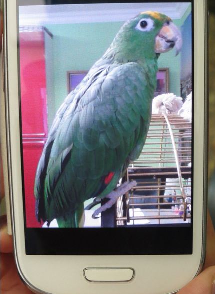 фото попугая амазона Яши
