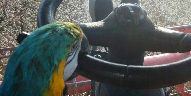 фото попугая ара за рулем