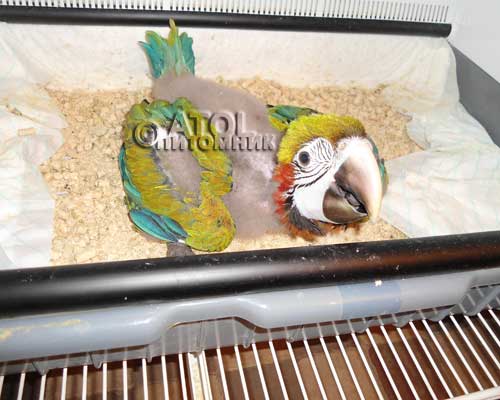 гибрид зеленокрылого и синежелтого ара