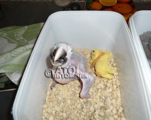 птенцы-гибриды ара