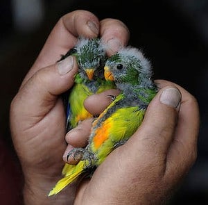 фото птенцов травяного попугайчика