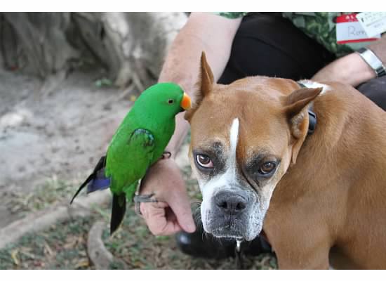 Пес и попугай