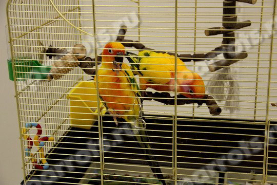 фото выставка волнистых попугаев