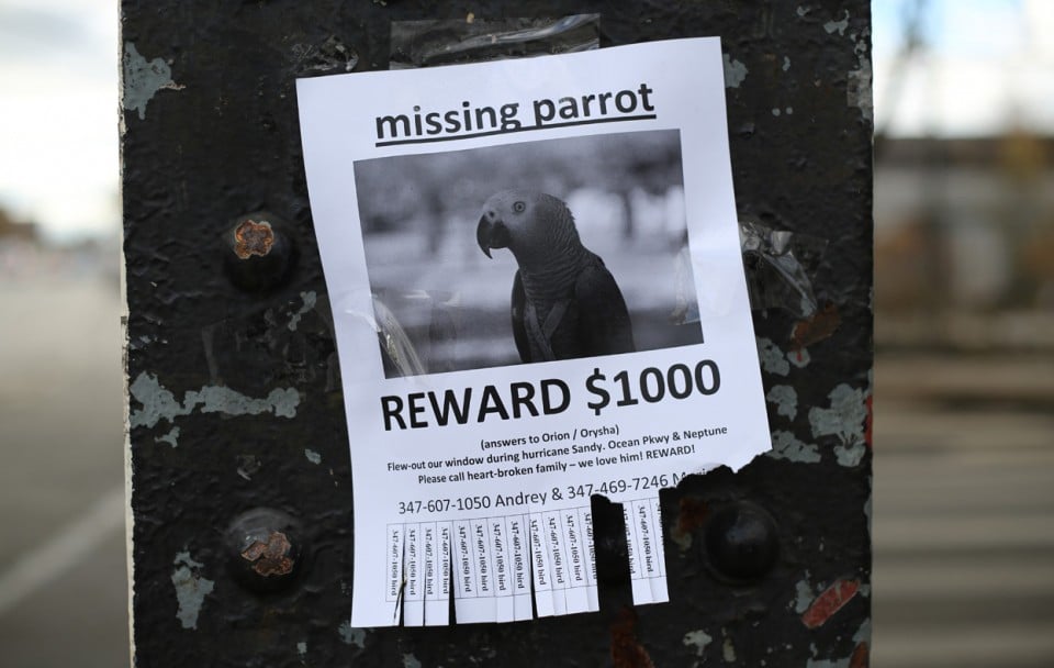 Объявление о пропаже попугая