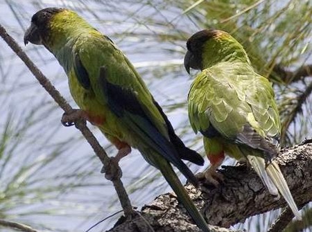 Пара черноголовых попугаев