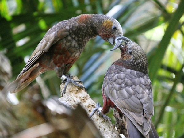 Два попугая вида нестор-кака