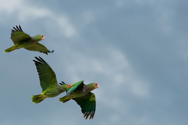 три попугая амазона