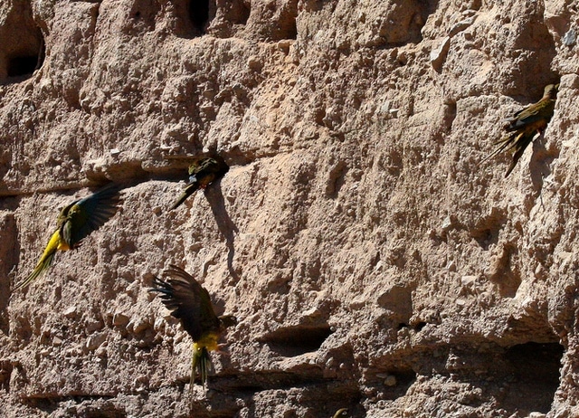 В отвесной скале около чилийского Овалье